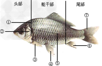 鲫鱼结构图图片